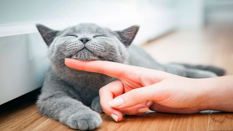 7 Simple Tips for a Healthy and Happy Cat