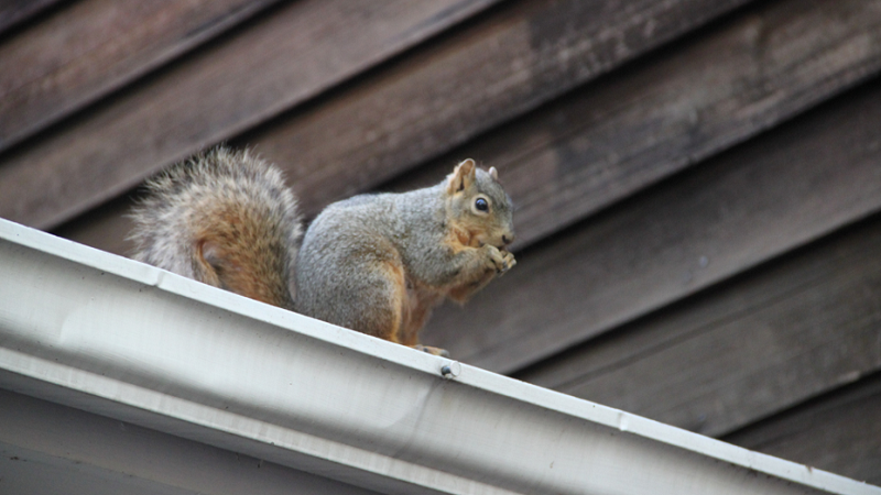 Prevent Squirrels in Attic