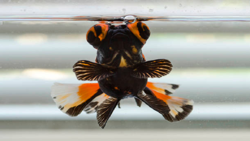 Unveiling the Beauty of Butterfly Telescope Goldfish A Comprehensive Guide